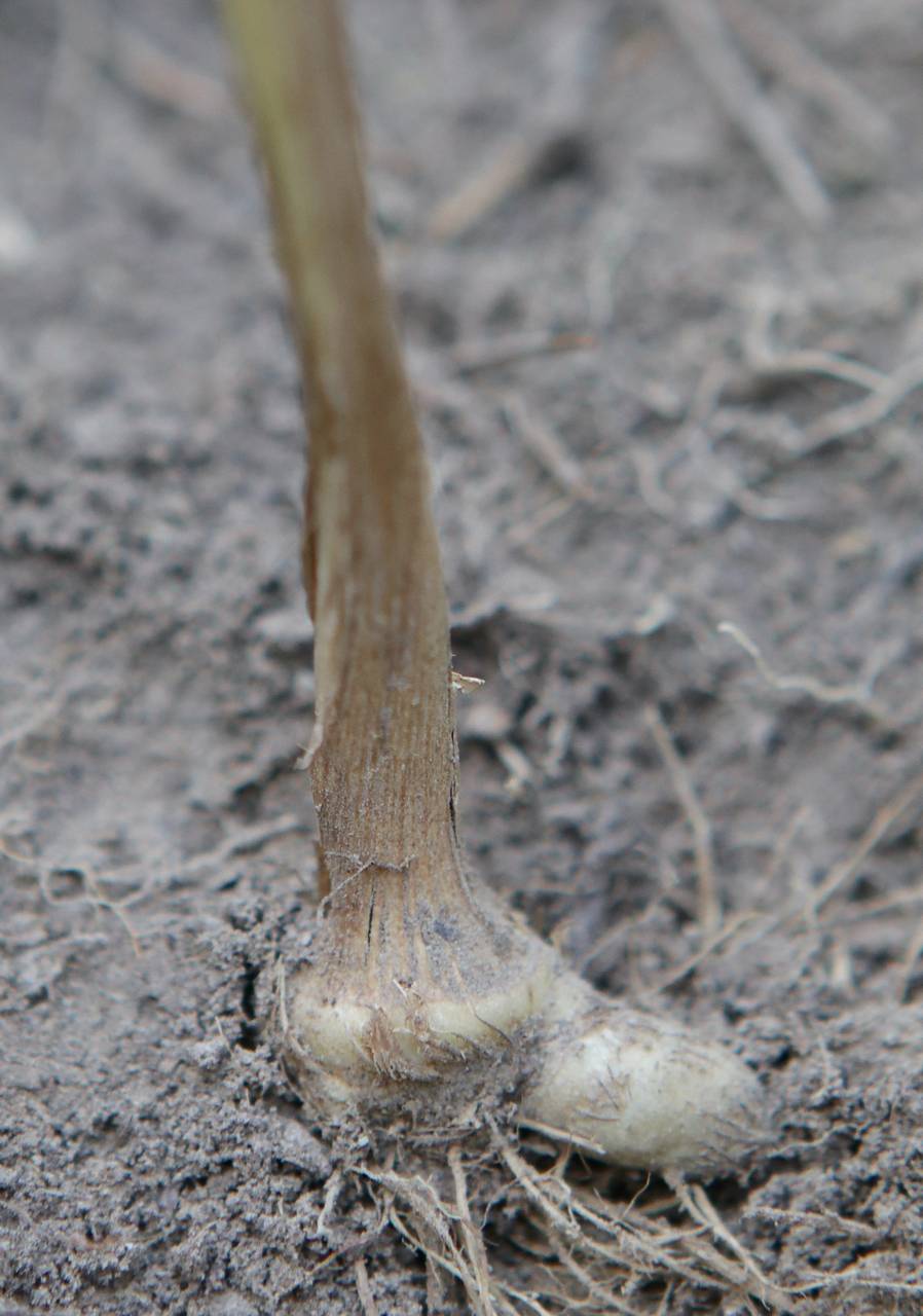 Photo of Bog Rush