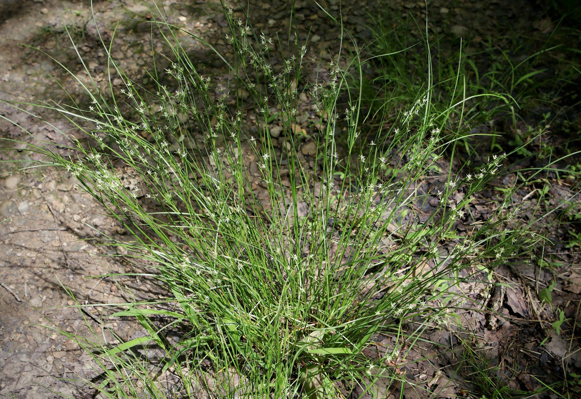 Photo of Path Rush