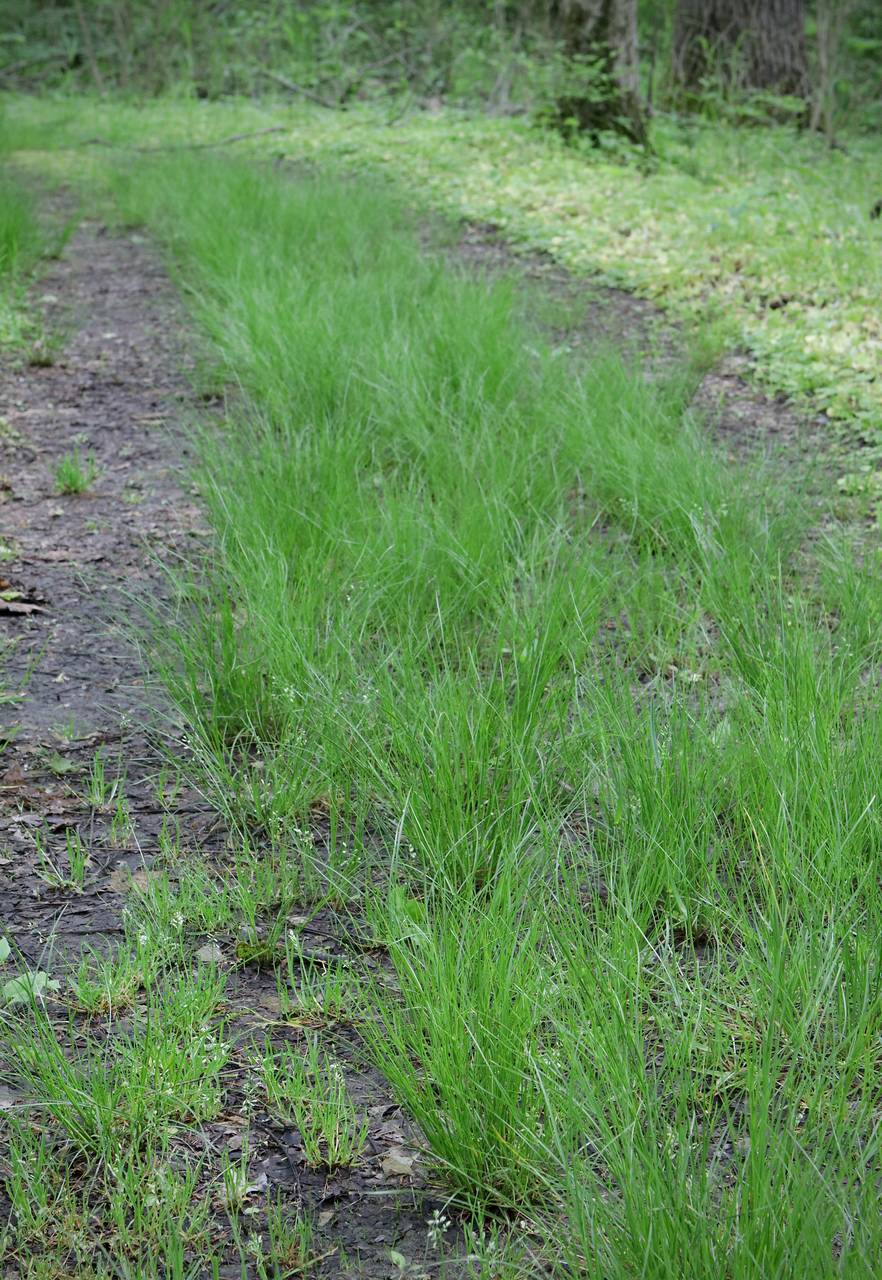 Photo of Path Rush