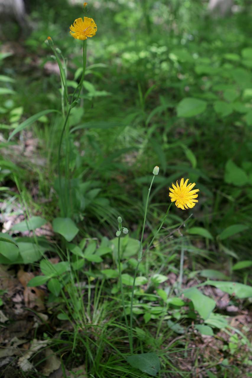 Photo of Two-Flower Dwarf Dandelion