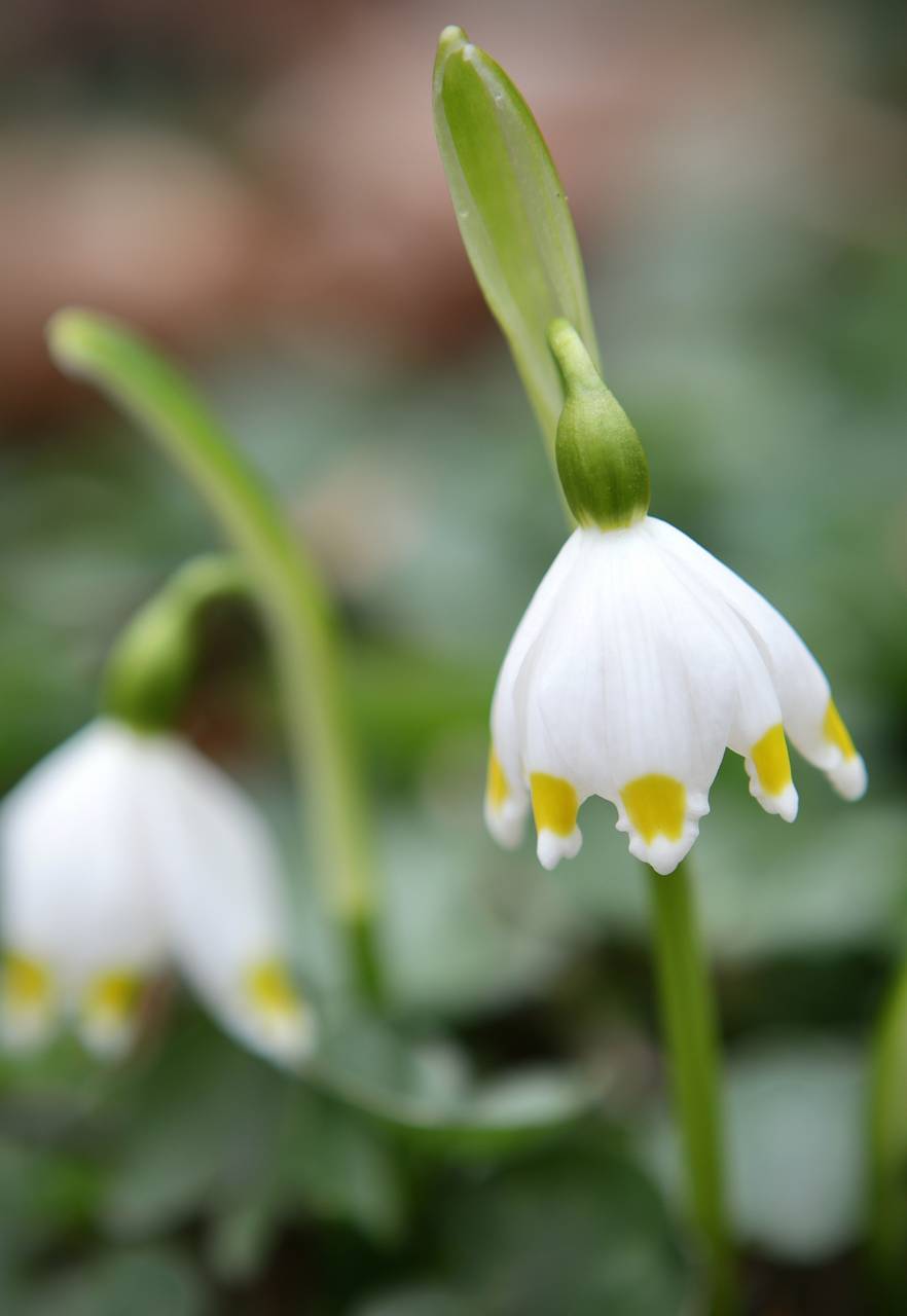 Photo of Spring Snowflake