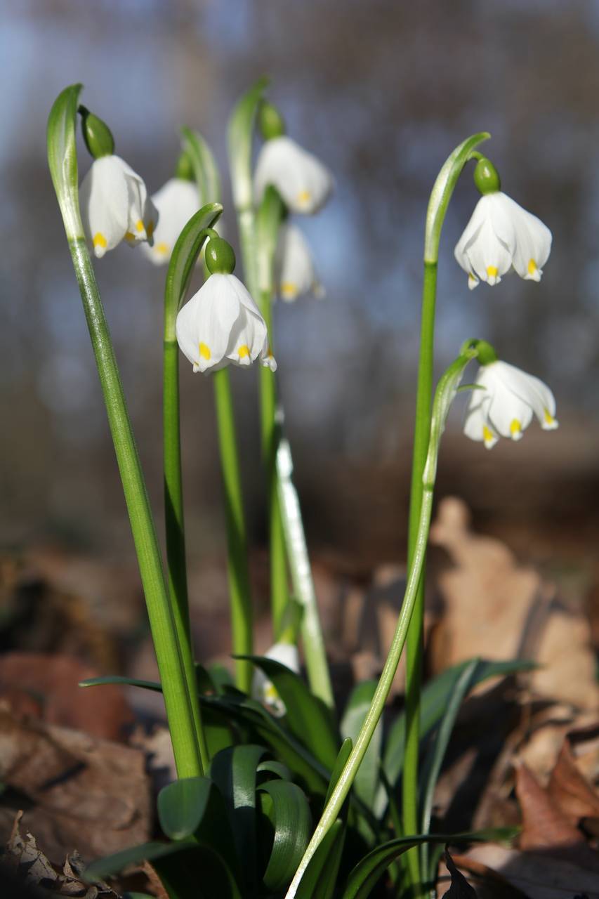 Photo of Spring Snowflake