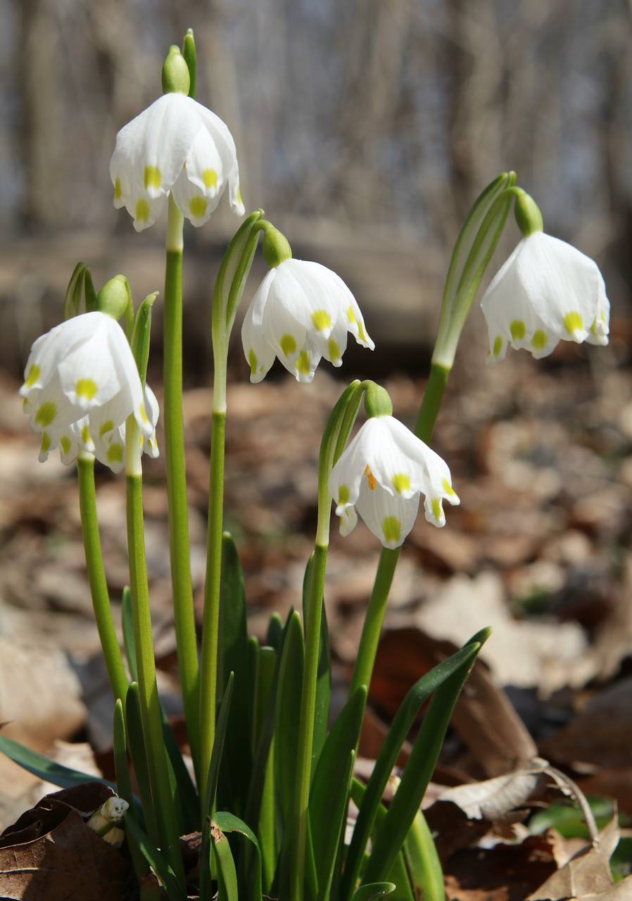 Photo of Spring Snowflake