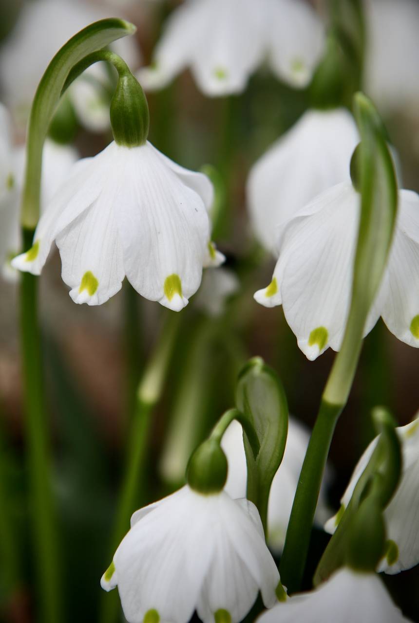 Photo of Spring Snowflake