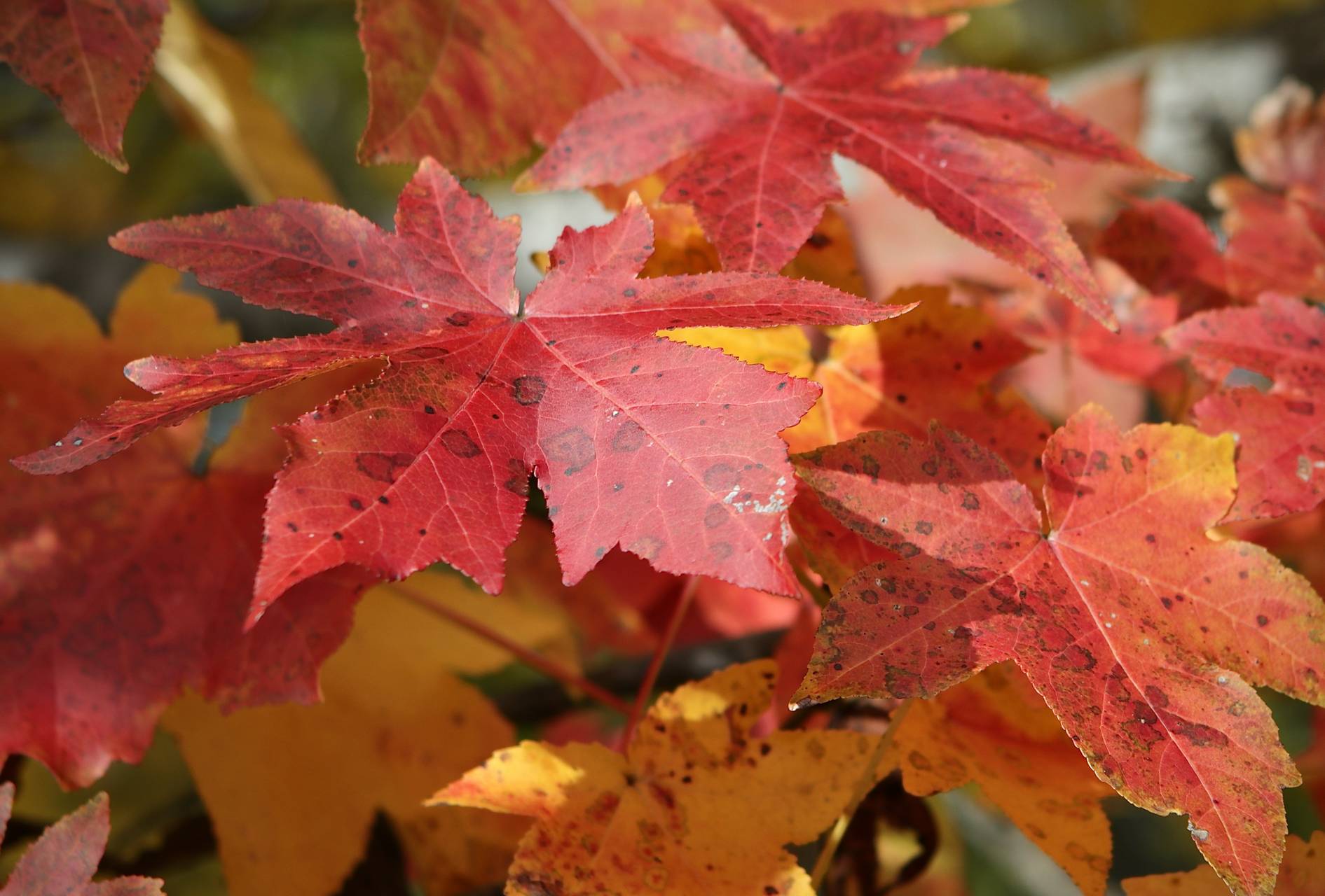 Photo of Sweetgum