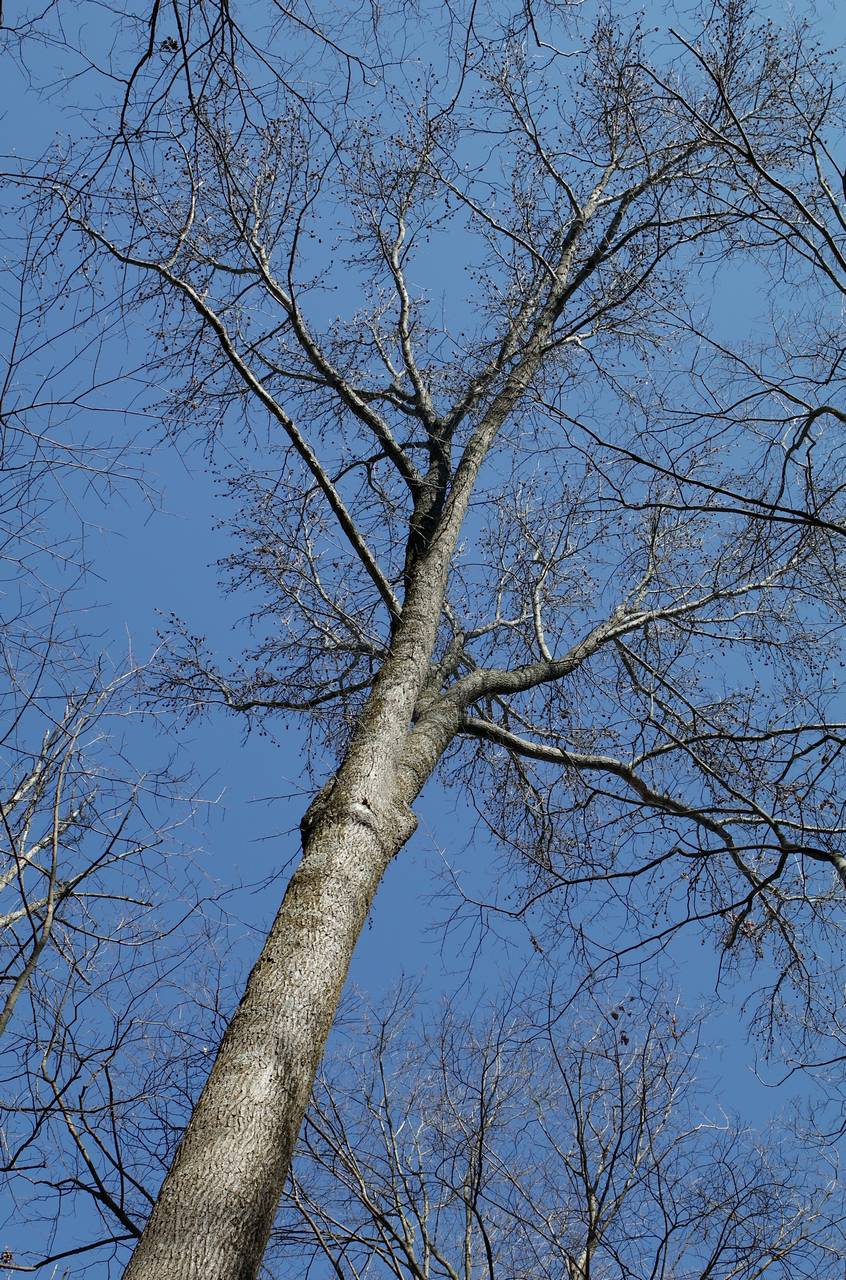 Photo of Sweetgum