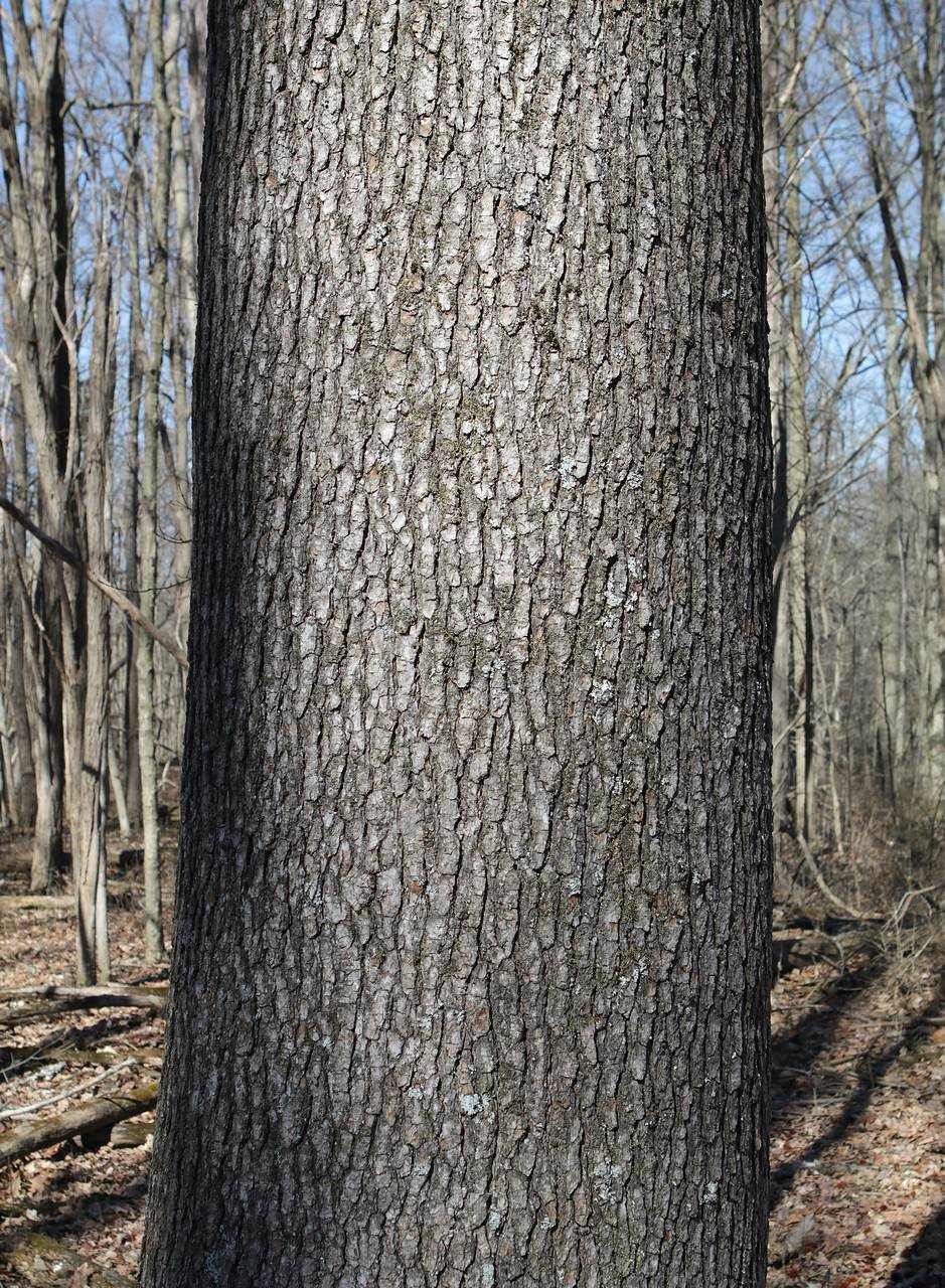 Photo of Sweetgum