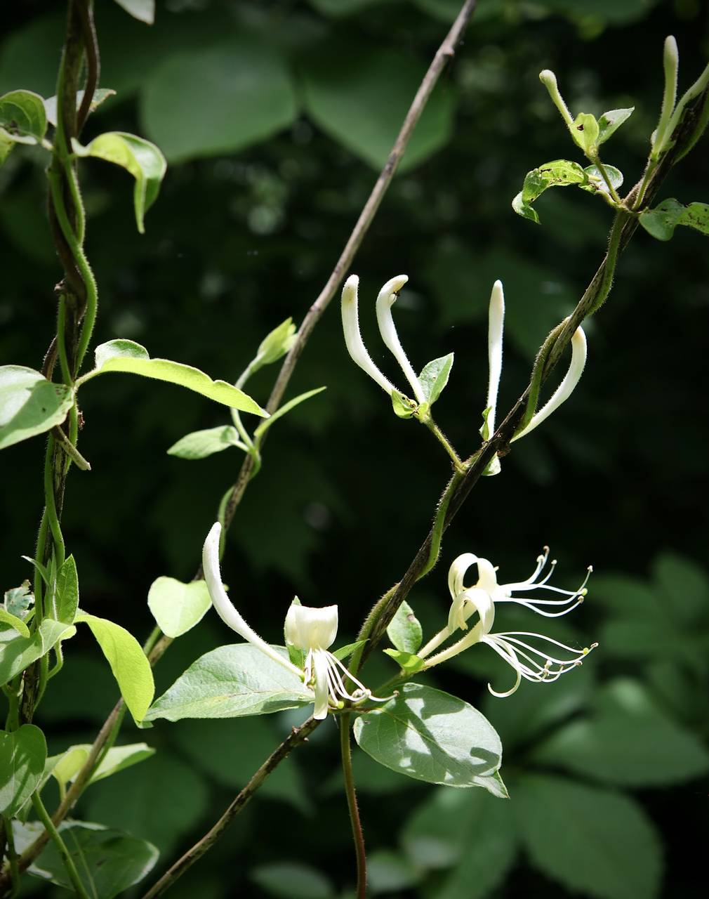 Photo of Japanese Honeysuckle