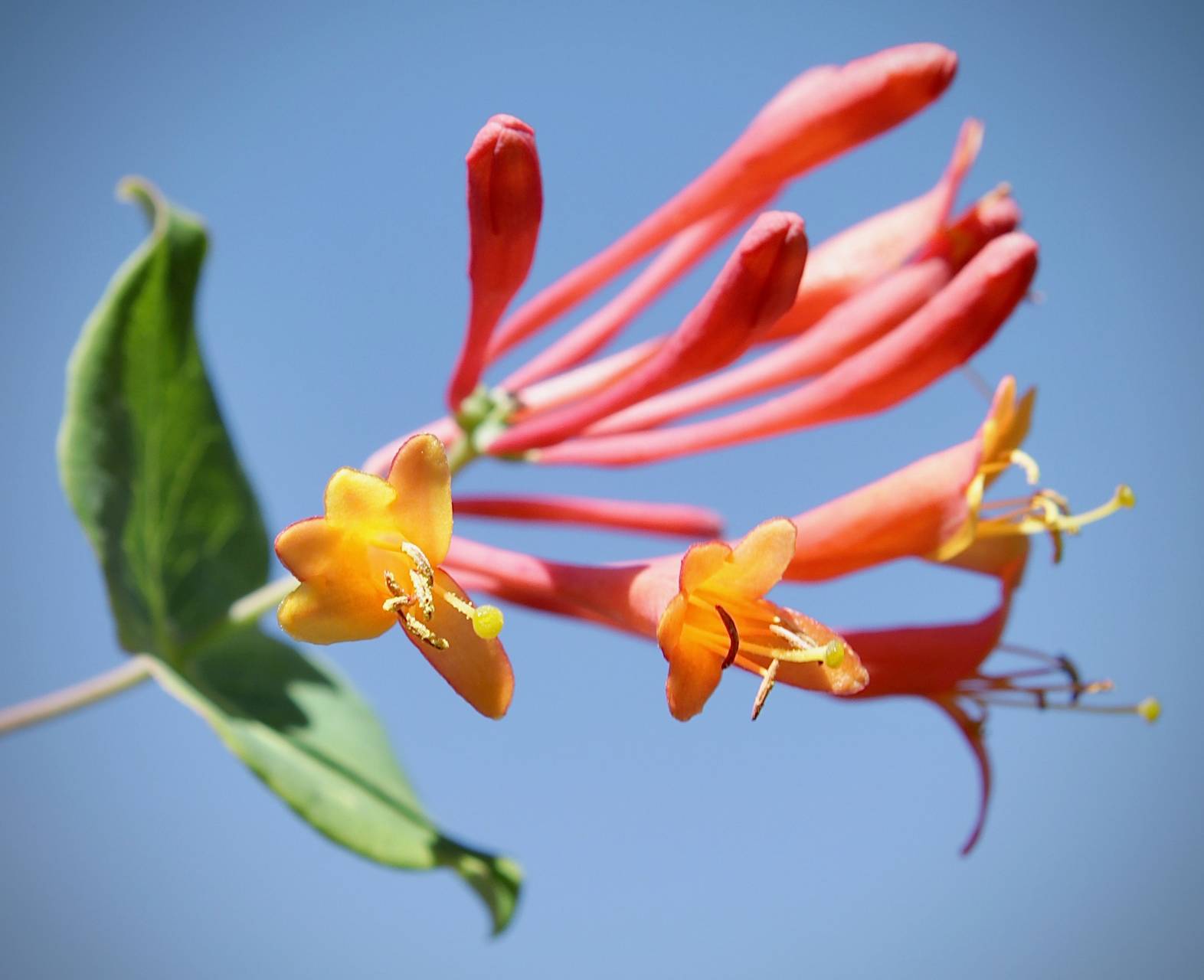 Photo of Coral Honeysuckle