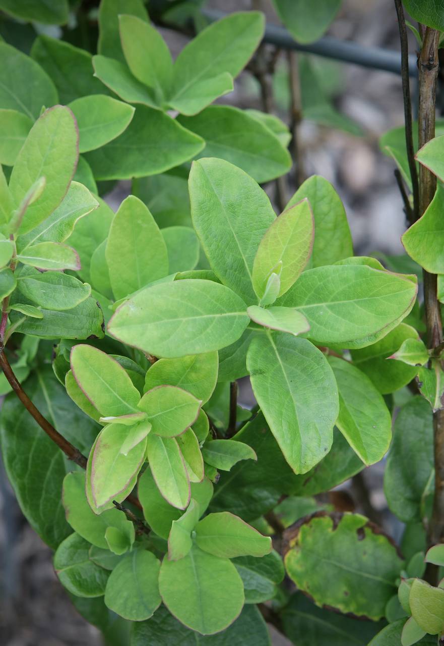 Photo of Coral Honeysuckle