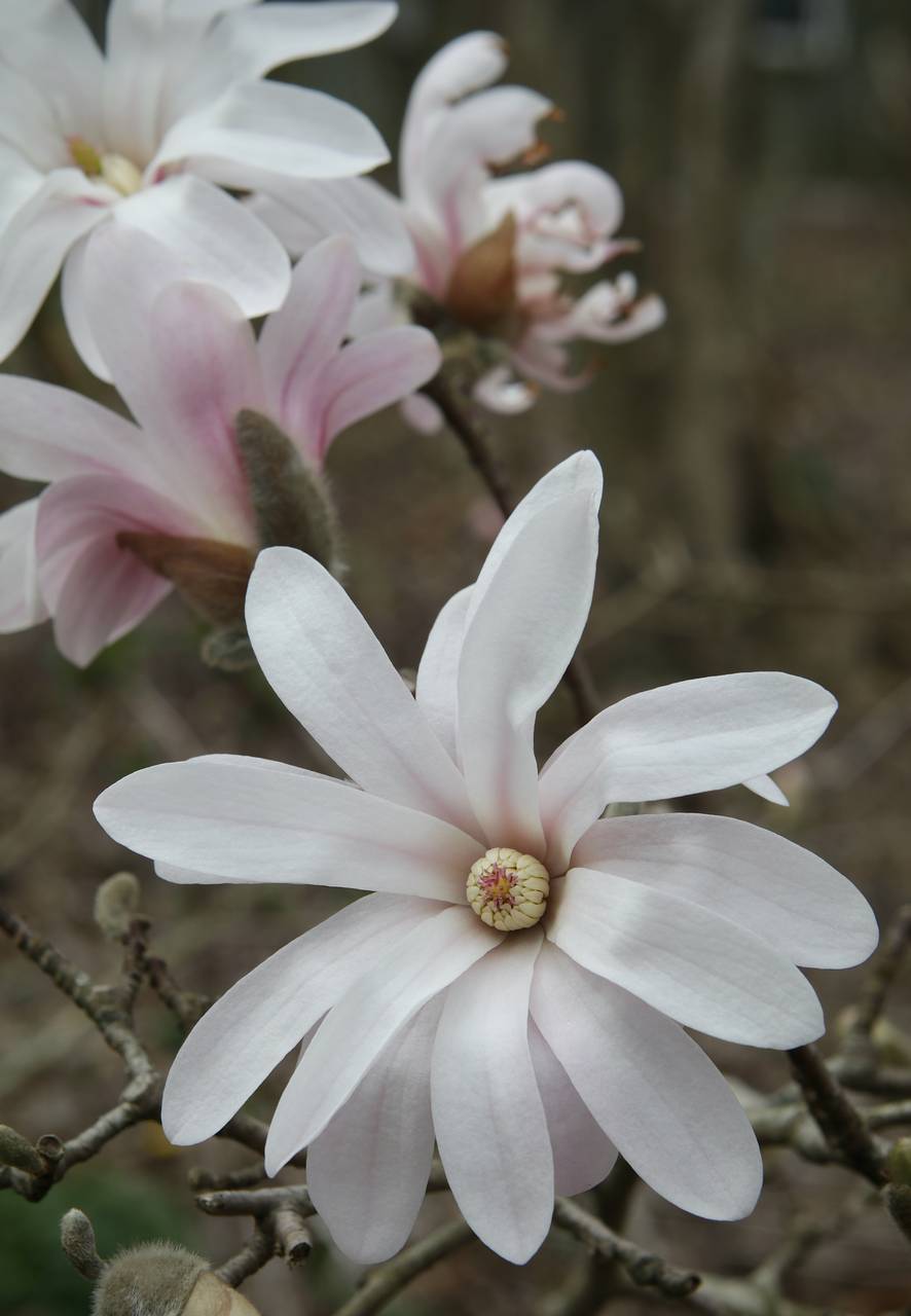 Photo of Star Magnolia