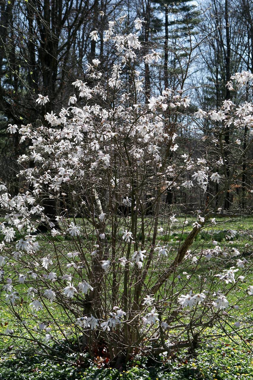 Photo of Star Magnolia