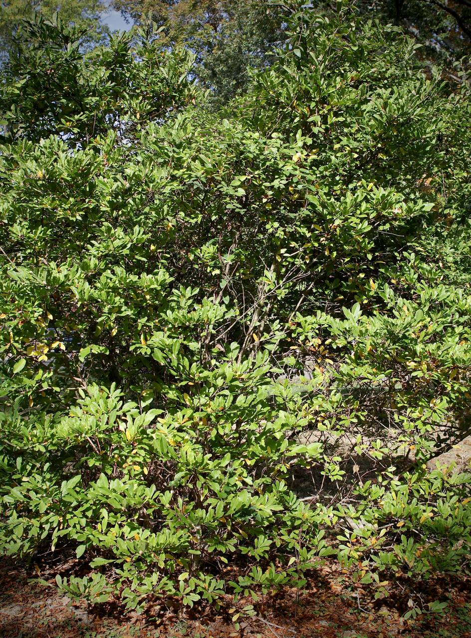 Photo of Star Magnolia