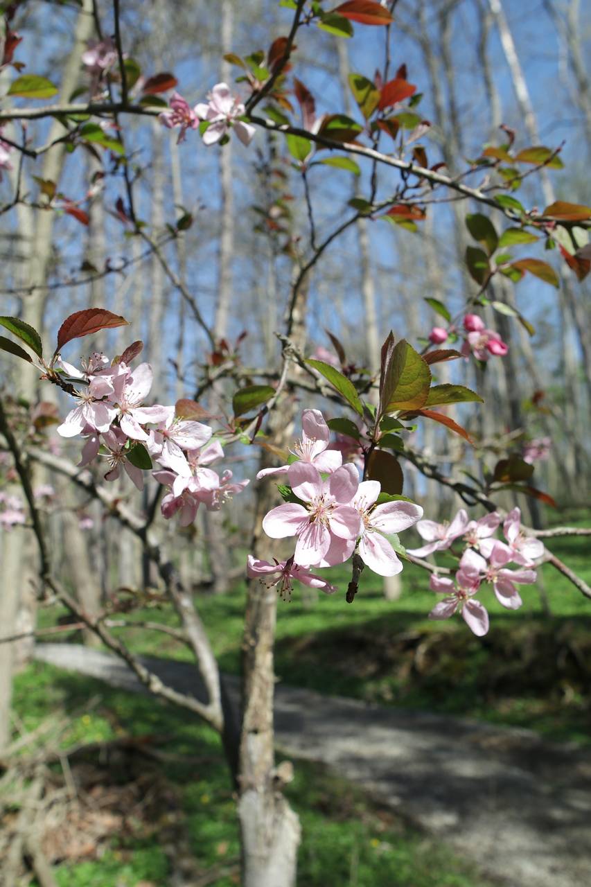 Photo of European Crab Apple