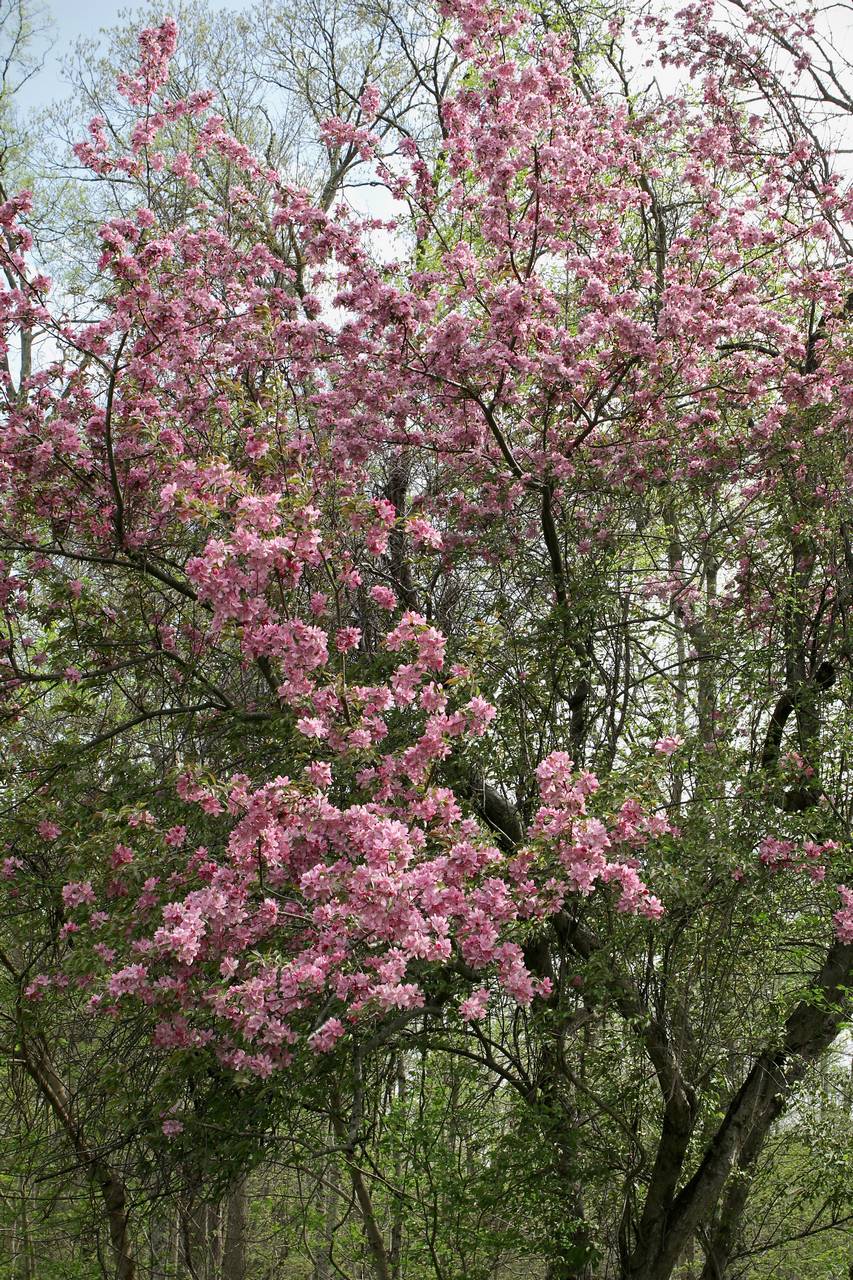 Photo of European Crab Apple