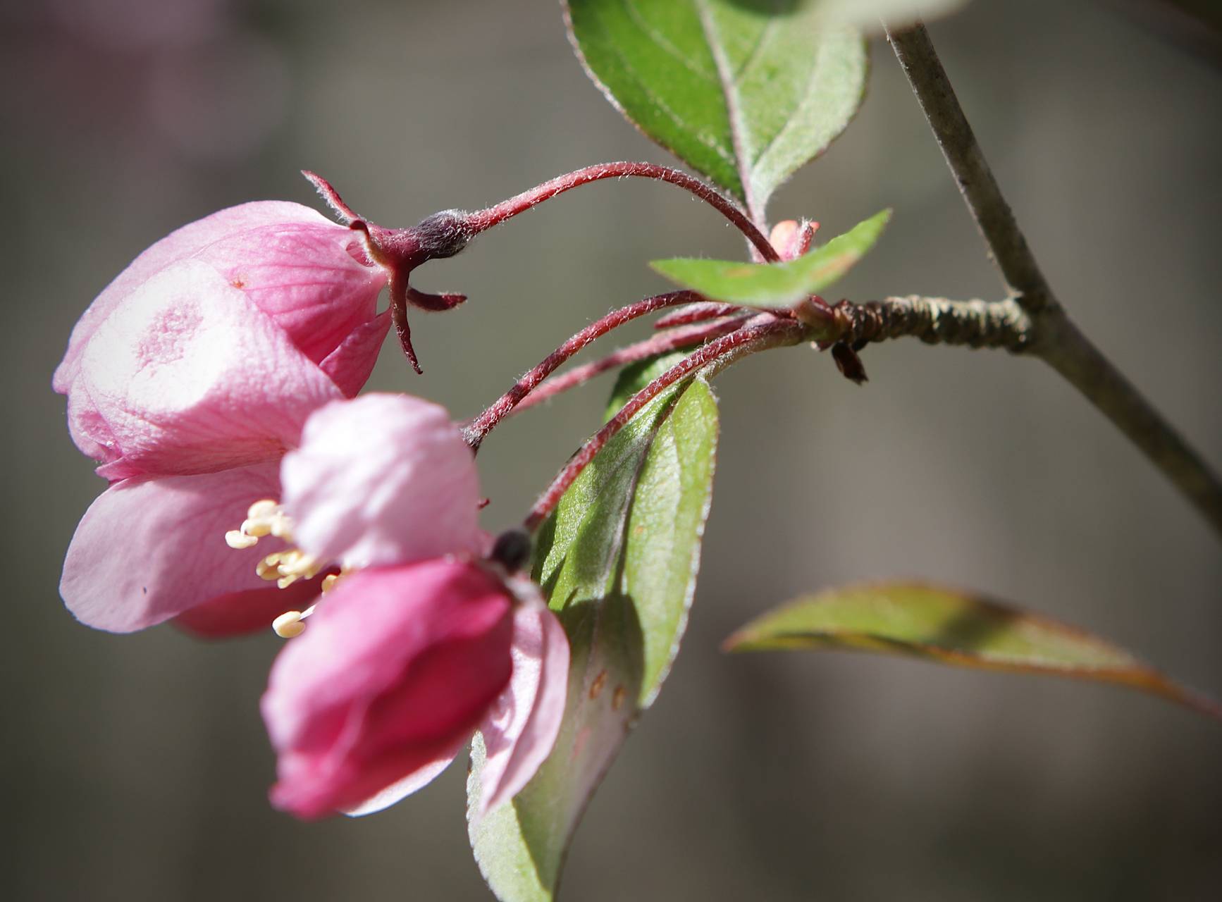 Photo of European Crab Apple