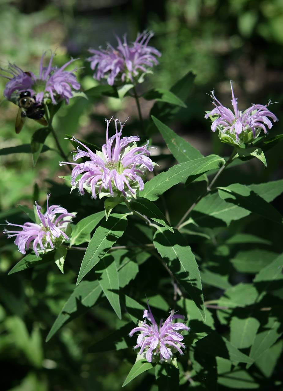Photo of Wild Bergamot