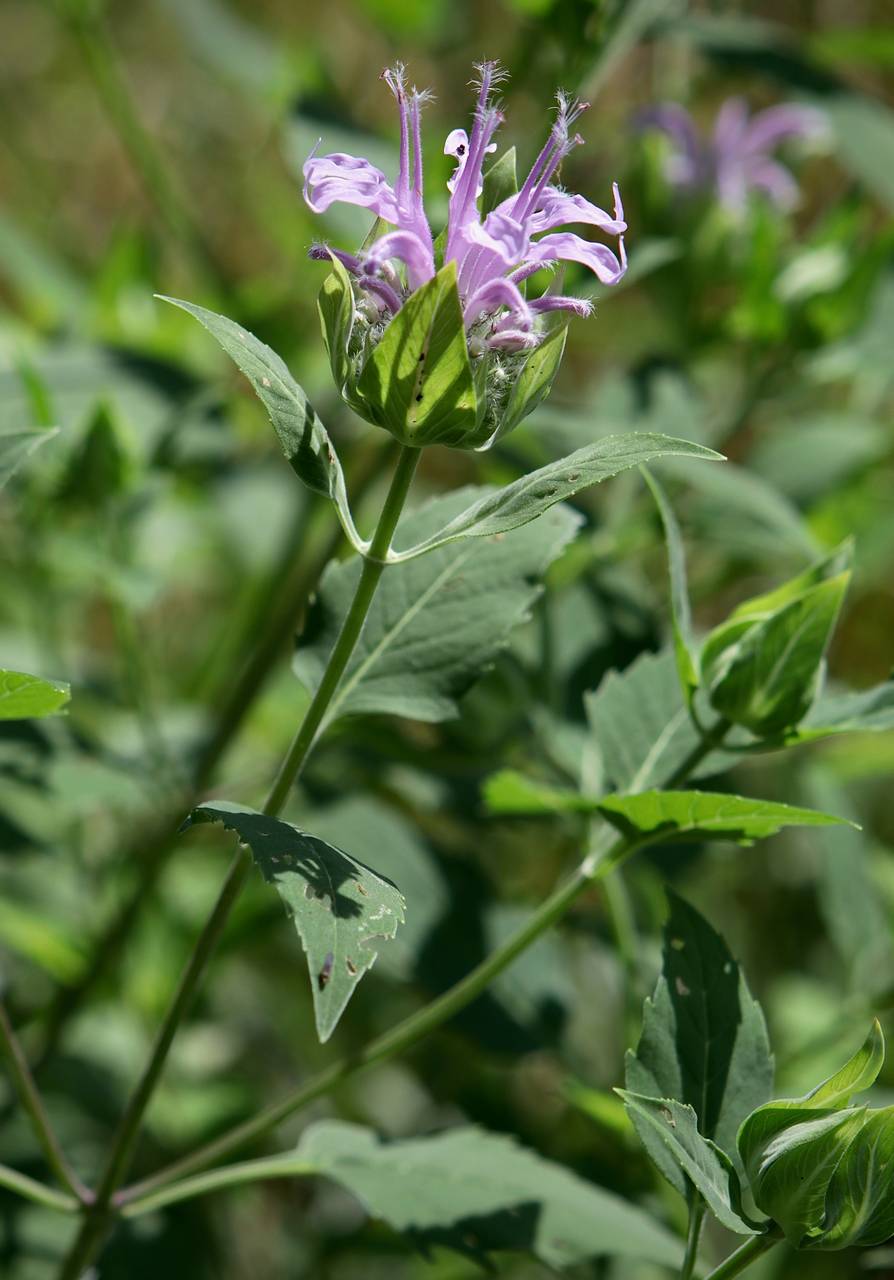 Photo of Wild Bergamot