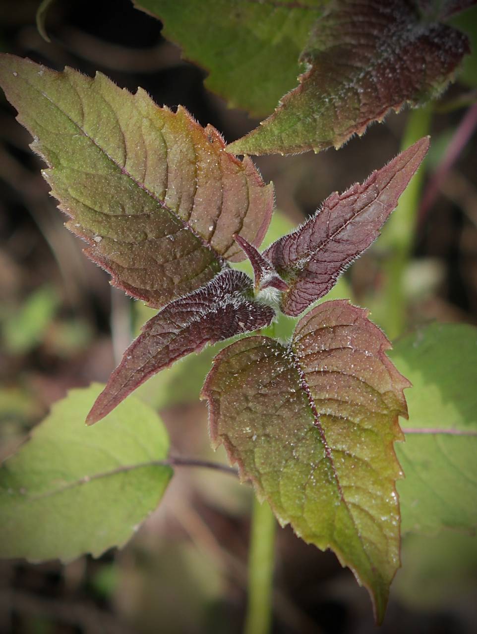 Photo of Wild Bergamot