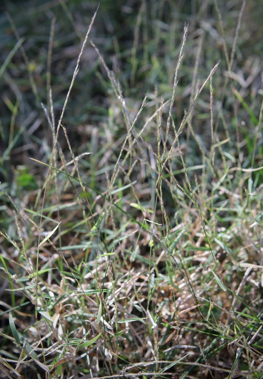 Photo of Nimblewill