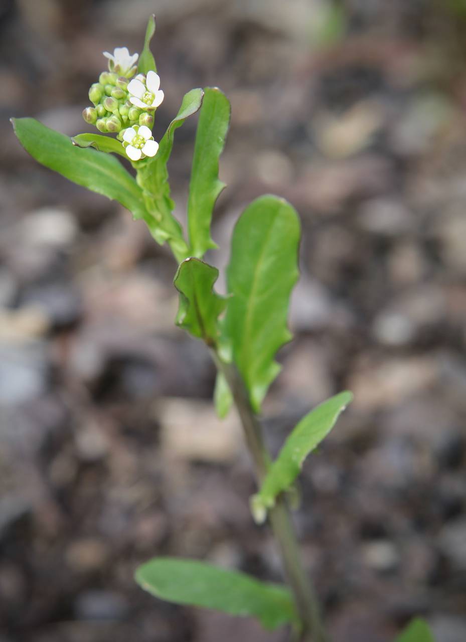Photo of Garlic Pennycress
