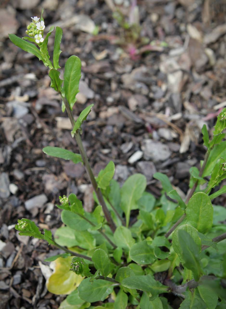 Photo of Garlic Pennycress