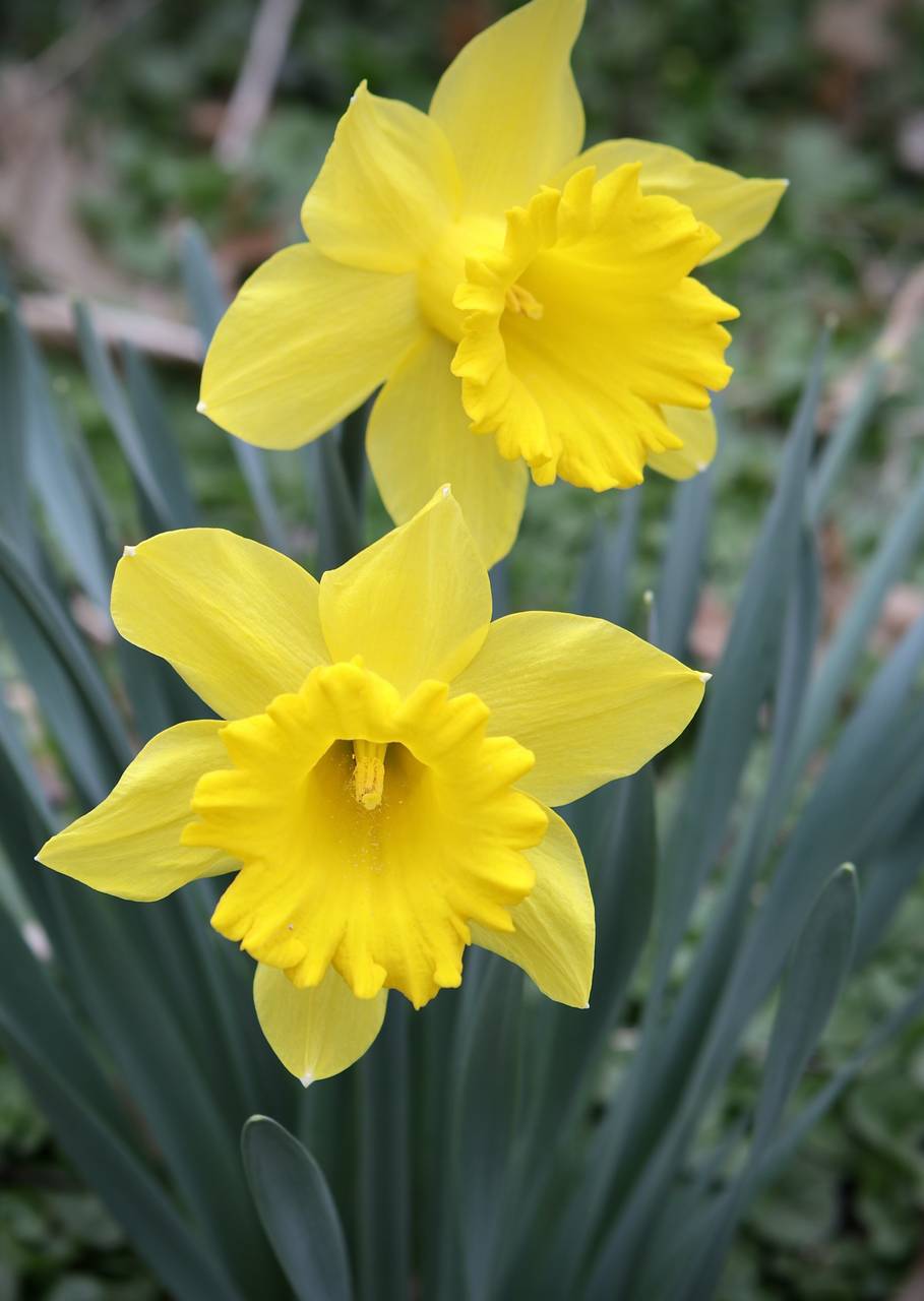 Photo of Daffodil