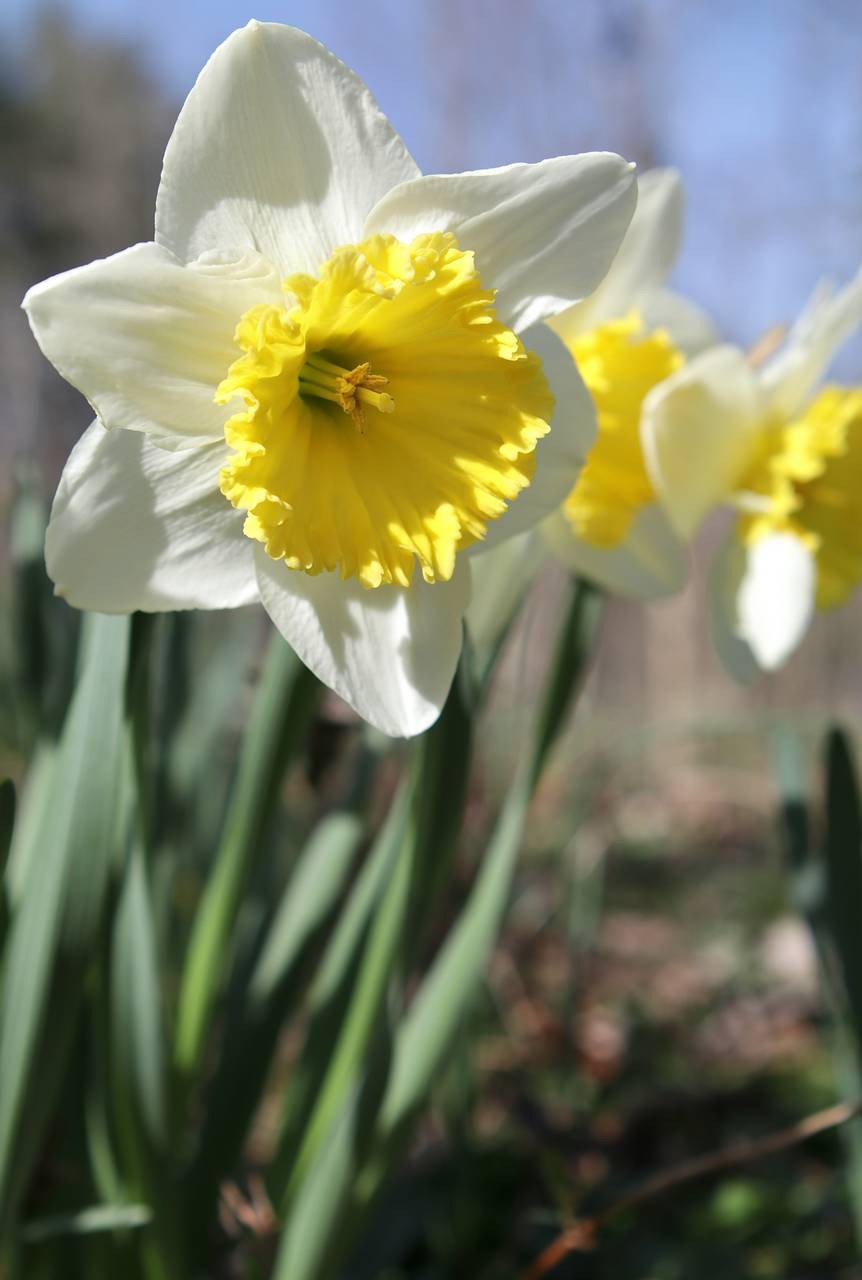 Photo of Daffodil