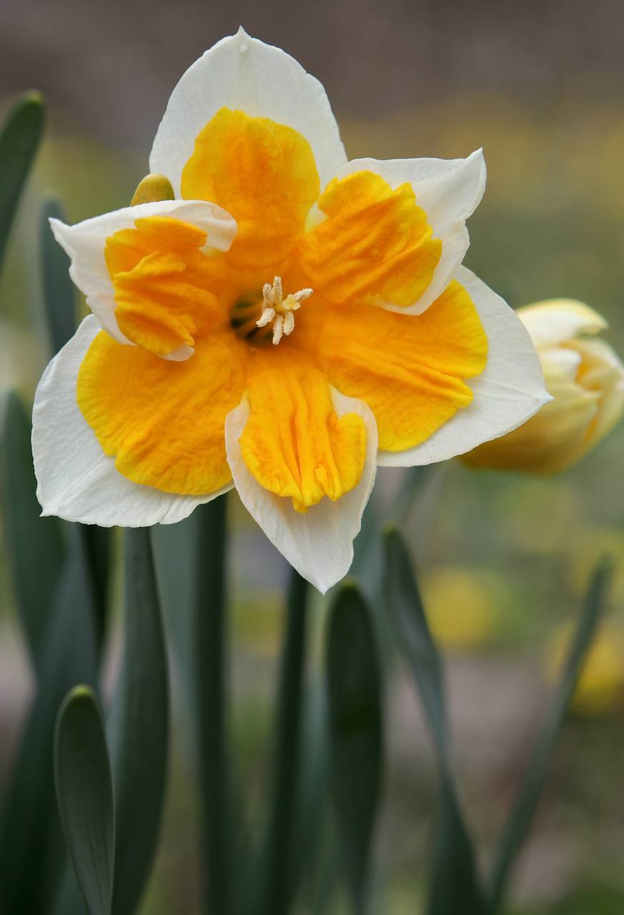 Photo of Daffodil