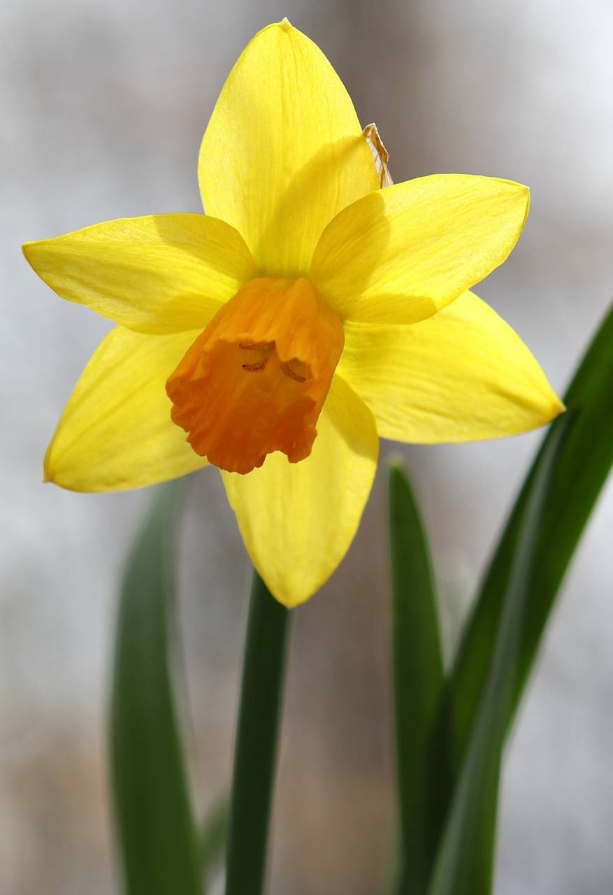 Photo of Daffodil