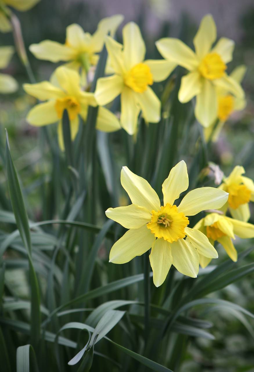 Photo of Daffodil