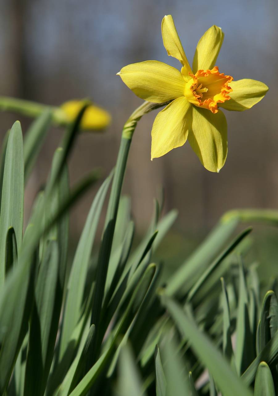 Photo of Daffodil