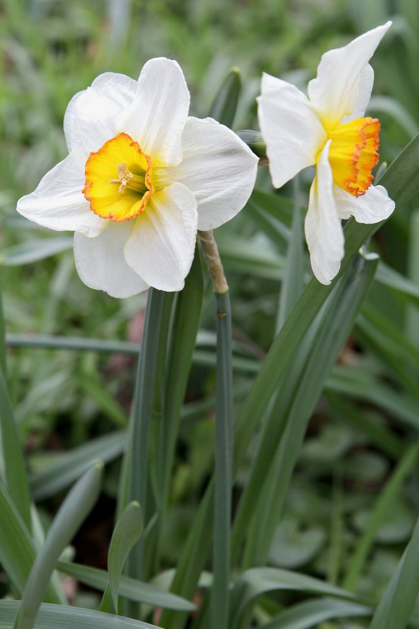 Photo of Daffodil