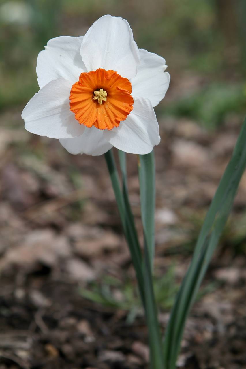 Photo of Daffodil