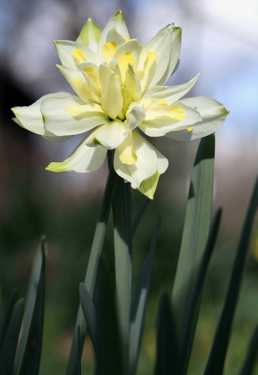 Photo of Daffodil