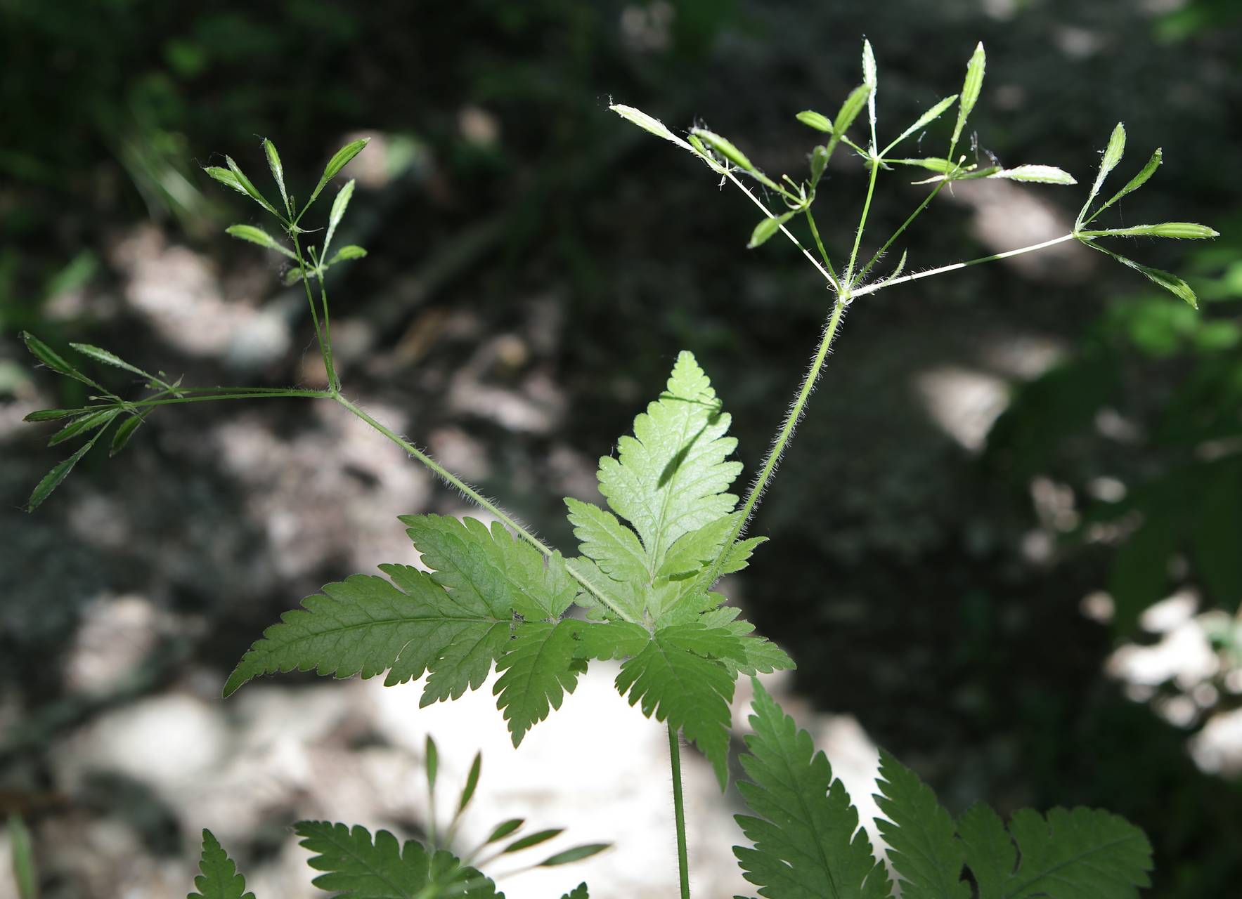 Photo of Hairy Sweet Cicely