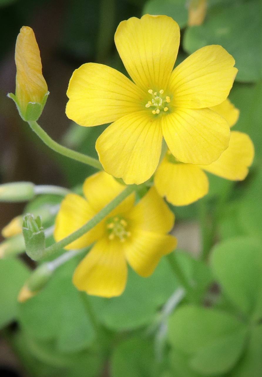 Photo of Yellow Wood Sorrel