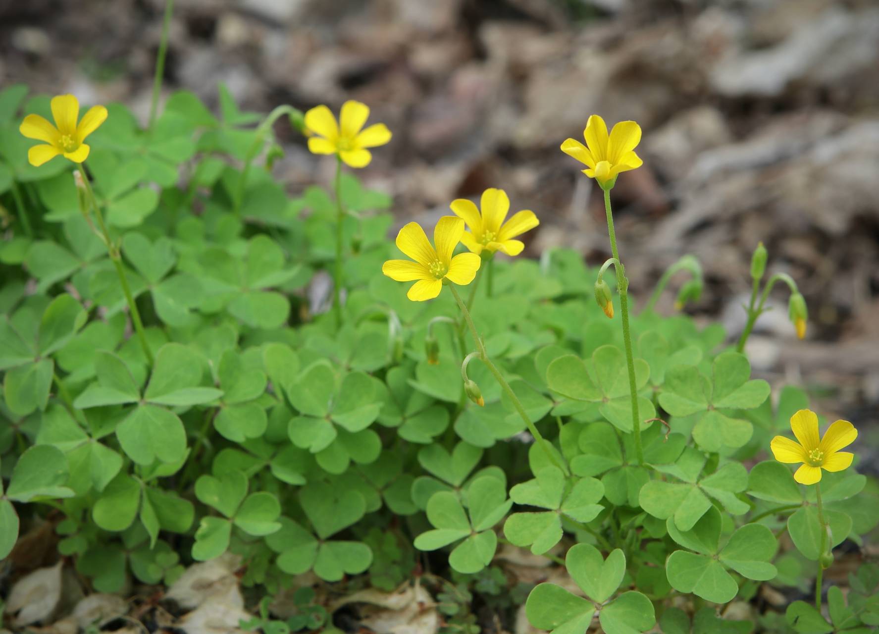 Photo of Yellow Wood Sorrel