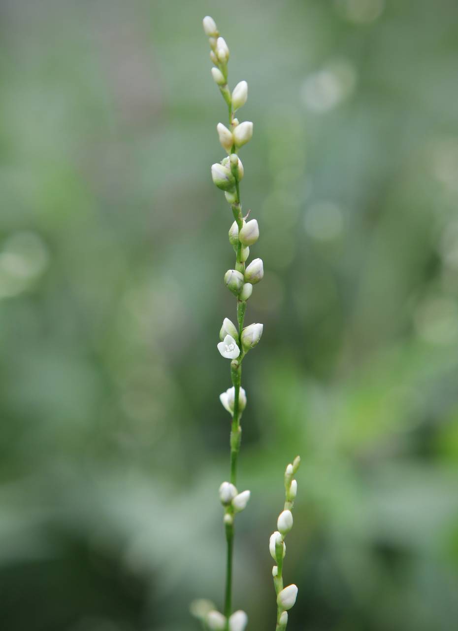 Photo of Mild Waterpepper