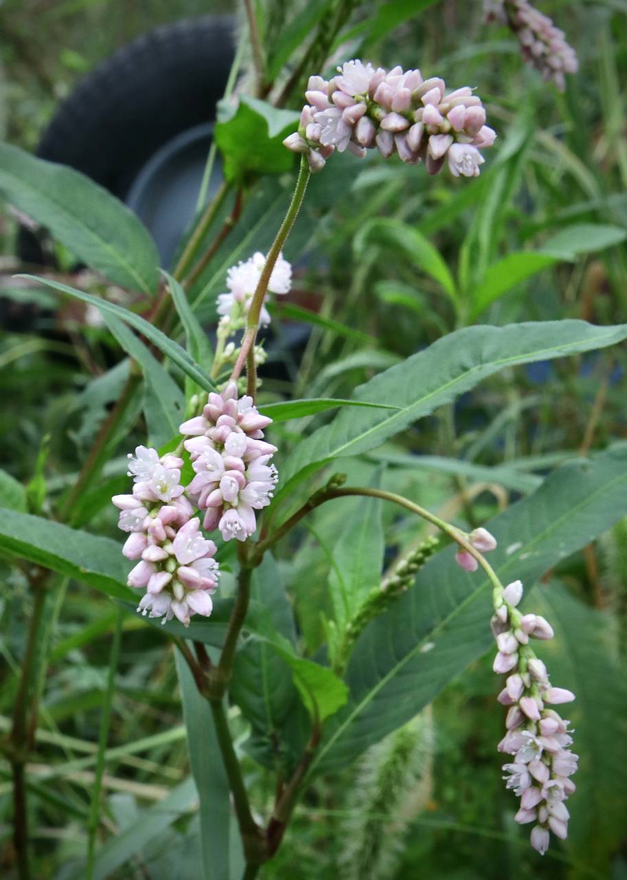Photo of Pinkweed