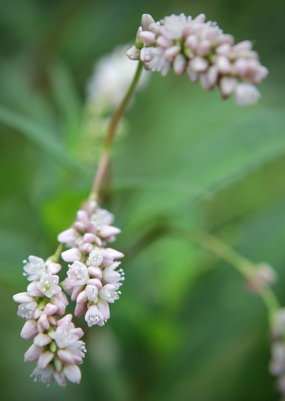 Photo of Pinkweed