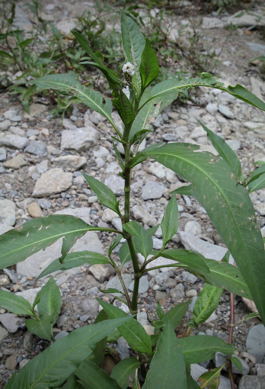 Photo of Pinkweed