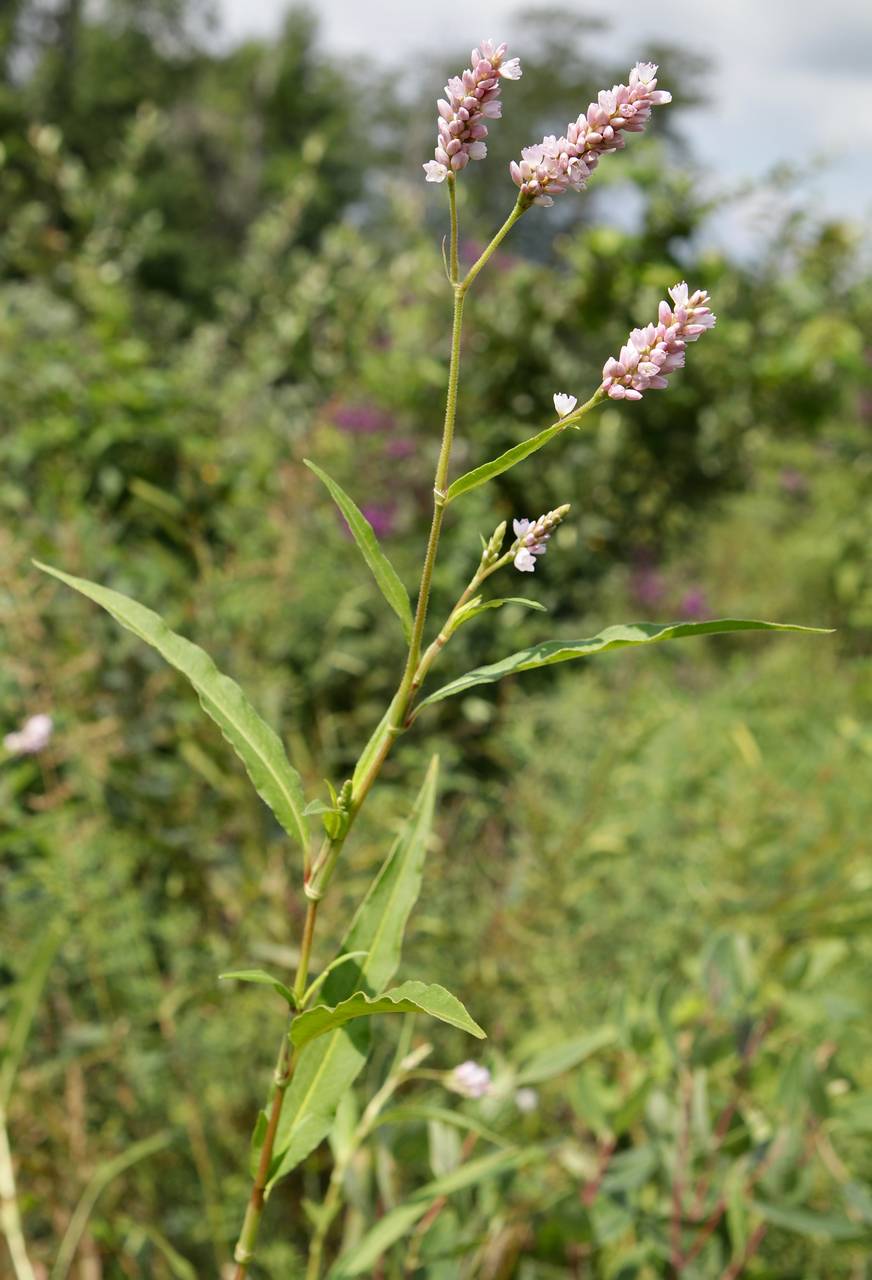 Photo of Pinkweed