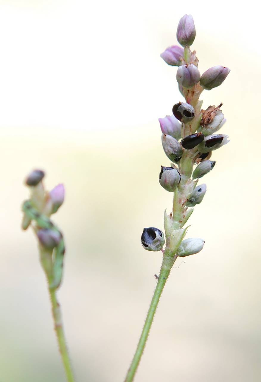 Photo of Pinkweed