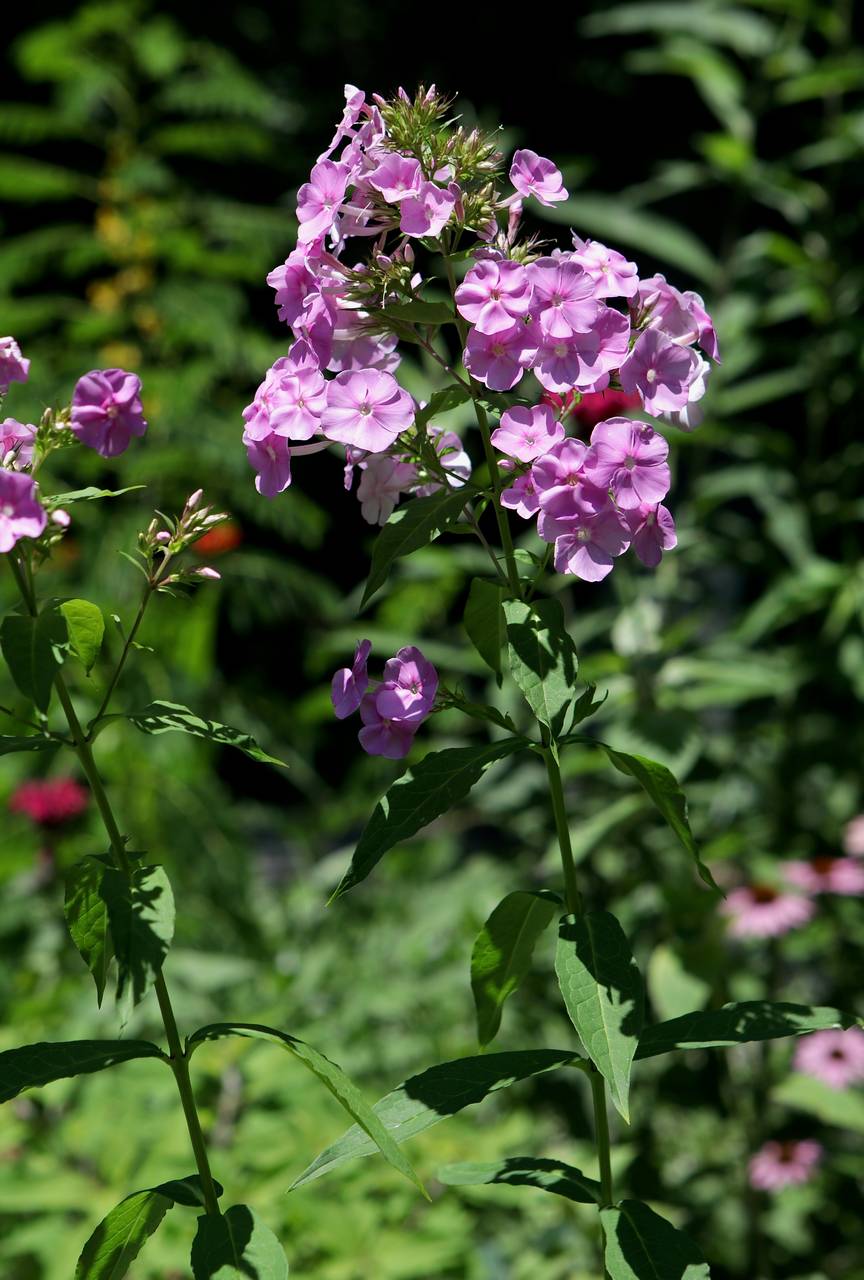 Photo of Summer Phlox