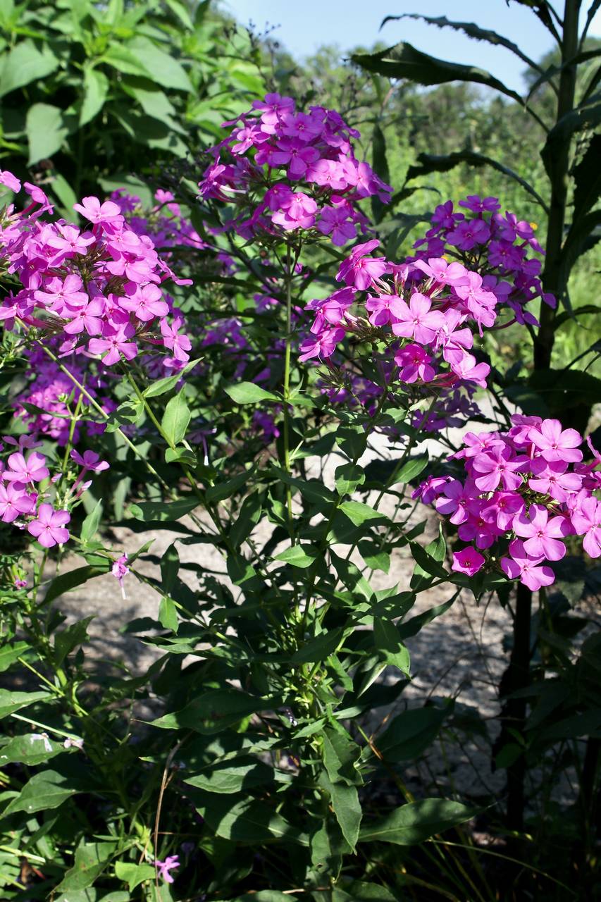 Photo of Summer Phlox