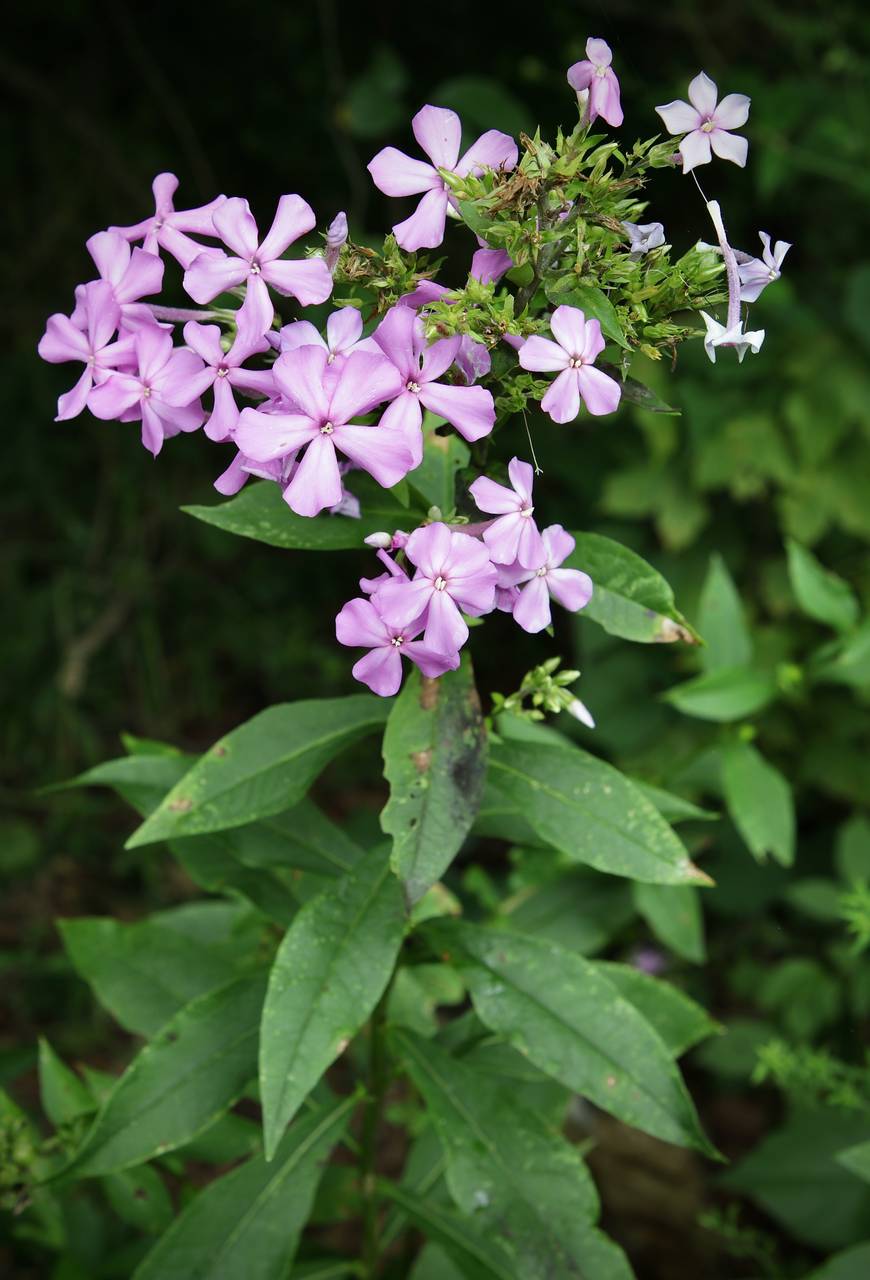 Photo of Summer Phlox