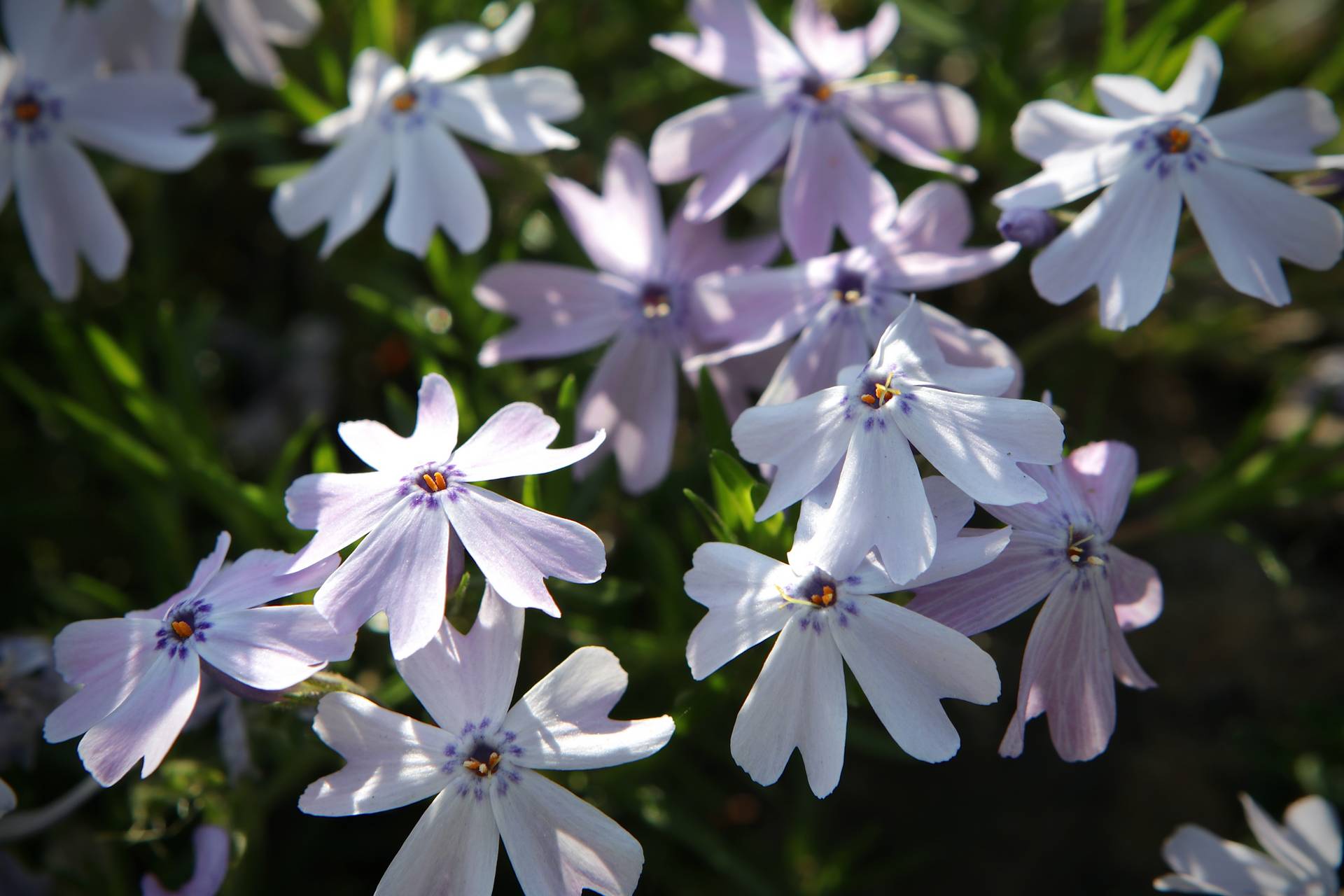 Photo of Moss Phlox