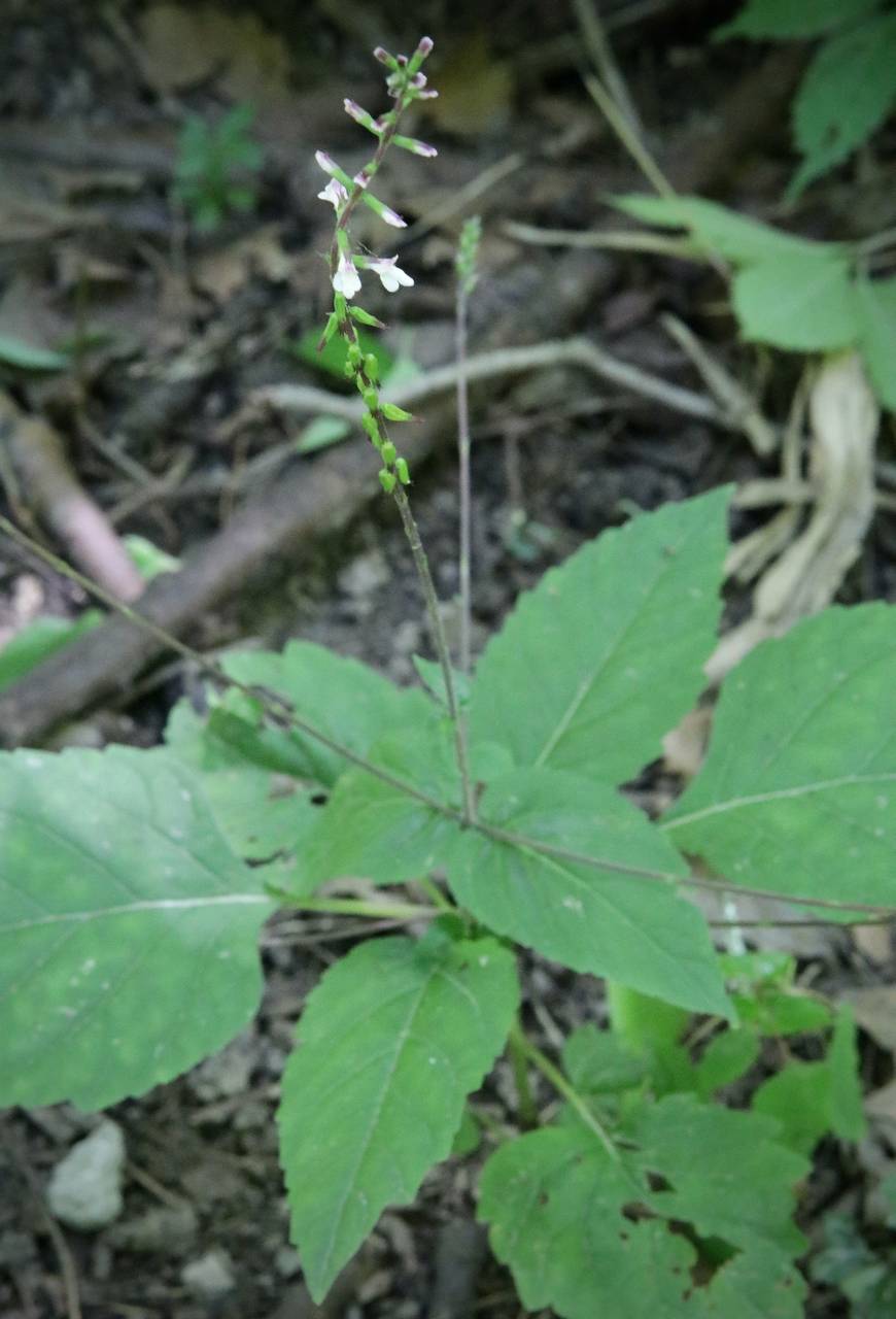 Photo of Lopseed