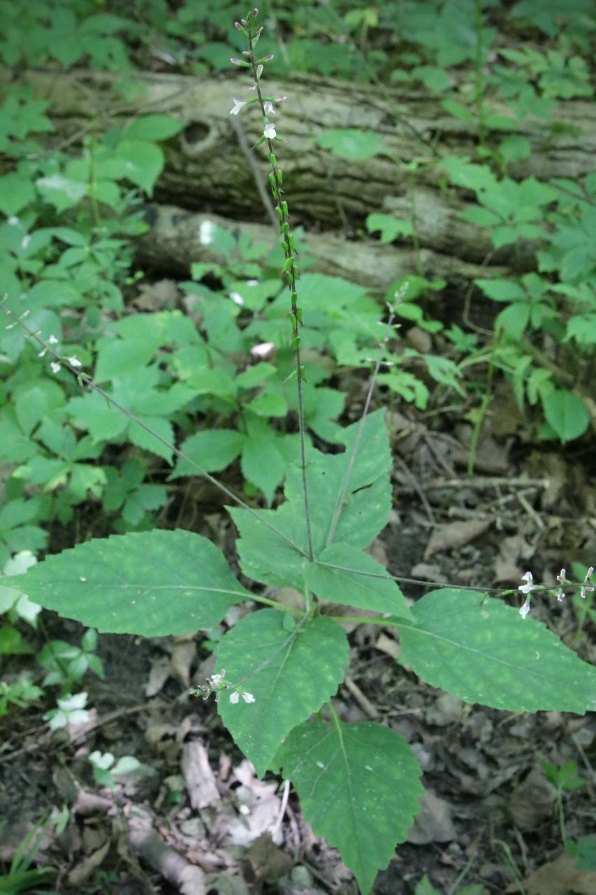 Photo of Lopseed